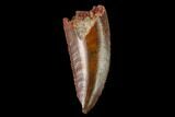 Serrated, Raptor Tooth - Real Dinosaur Tooth #158976-1